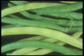 169036 Bean Jumble A4 Photo Print
