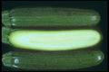 169037 Sliced Zucchini A4 Photo Print