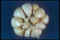 169038 Garlic Bulbs A4 Photo Print