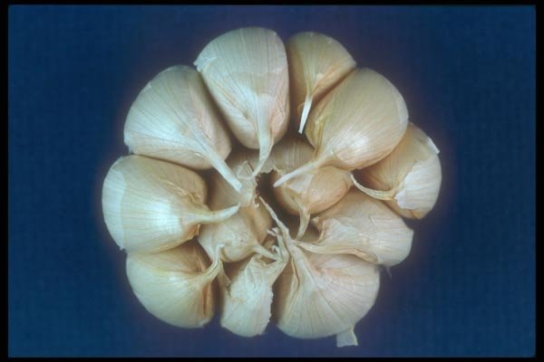 169038 Garlic Bulbs A4 Photo Print