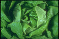 169040 Lettuce Leaves A4 Photo Print
