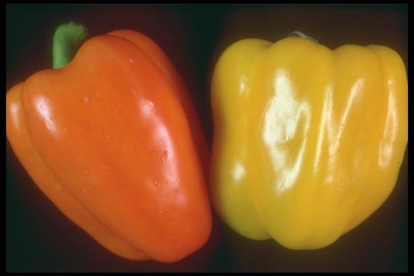 169041 Peppers, Orange And Yellow A4 Photo Print