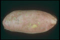 169042 Sweet Potato A4 Photo Print