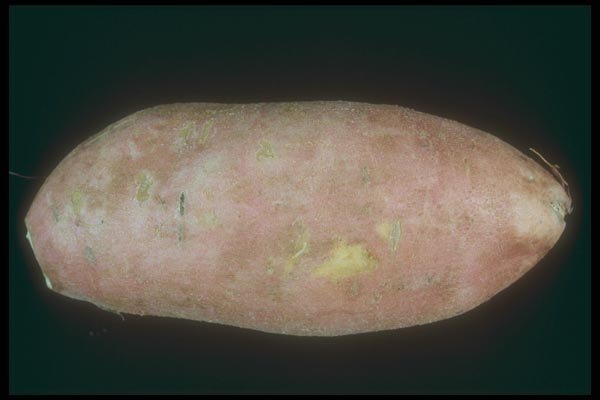 169042 Sweet Potato A4 Photo Print