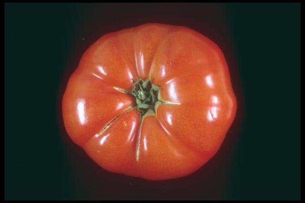169043 Tomato Soup A4 Photo Print