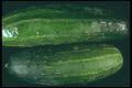 169044 Two Cucumbers A4 Photo Print
