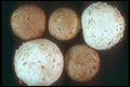 169045 Brown And White Mushrooms A4 Photo Print
