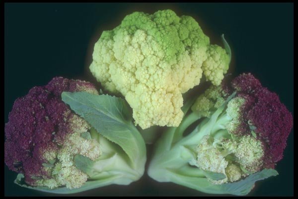 169046 Brocco caulis A4 Photo Print