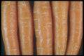 169048 Carrots A4 Photo Print