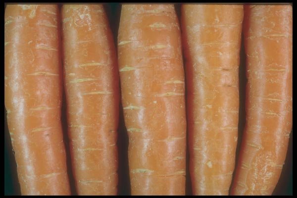169048 Carrots A4 Photo Print