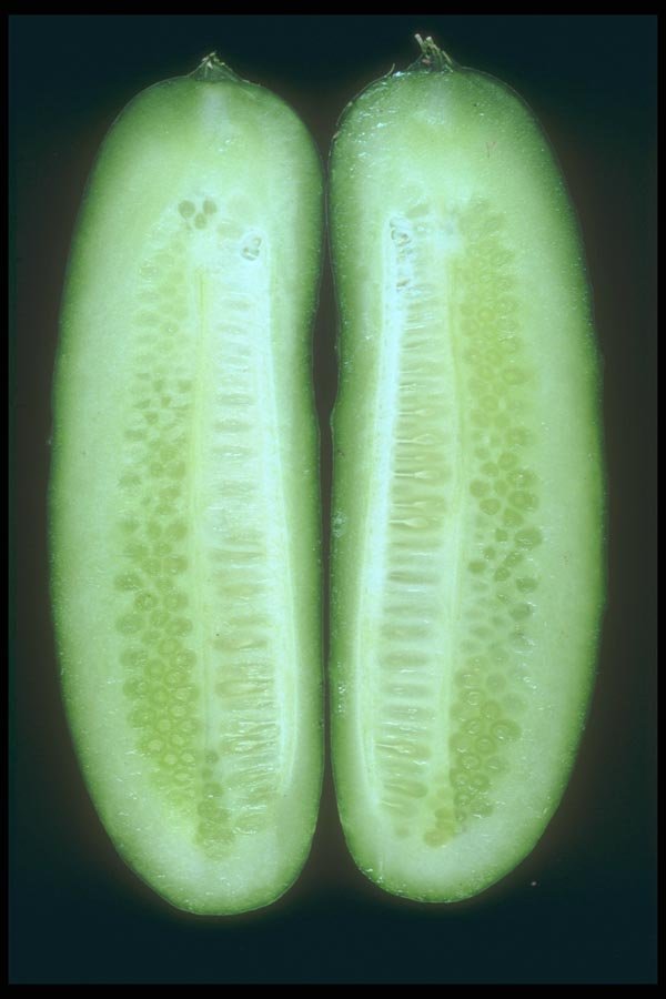 169050 Sliced Cucumber A4 Photo Print