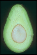 169051 Sliced Avocado A4 Photo Print