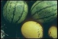 169053 Watermelon A4 Photo Print