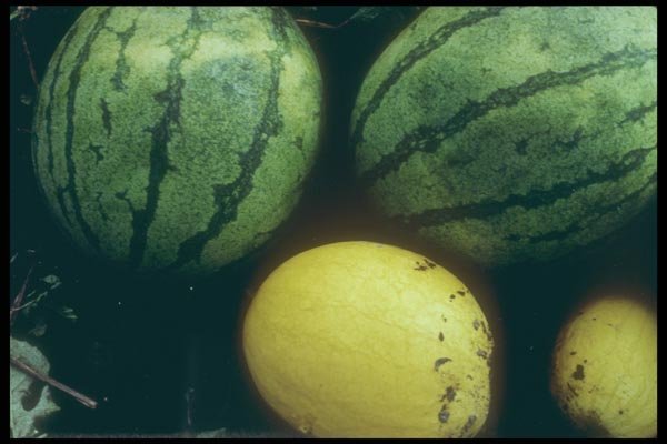 169053 Watermelon A4 Photo Print