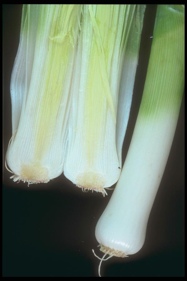 169055 Leeks, Half and half A4 Photo Print