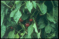 169056 Cherry Peppers A4 Photo Print