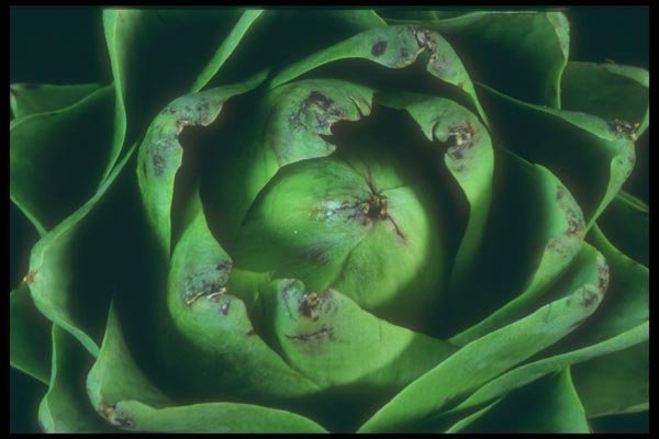 169058 Artichoke Whorl A4 Photo Print