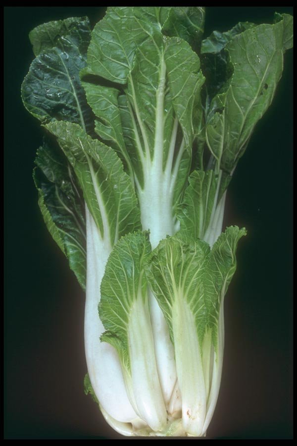 169059 Bok Choy A4 Photo Print