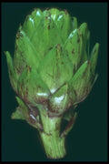 169061 Artichoke A4 Photo Print
