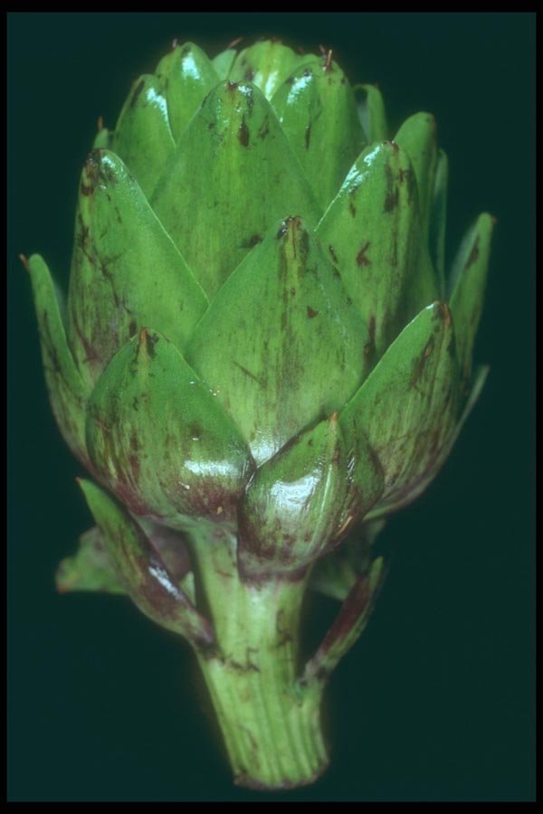 169061 Artichoke A4 Photo Print