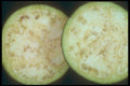 169062 Eggplant Slices A4 Photo Print