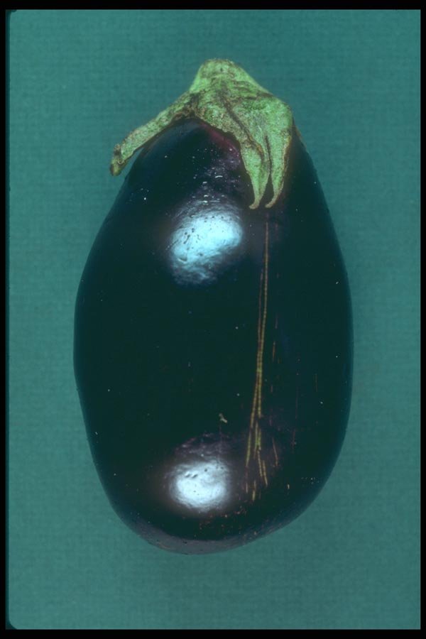 169064 Eggplant A4 Photo Print