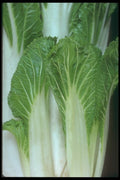 169065 Bok Choy (close up) A4 Photo Print