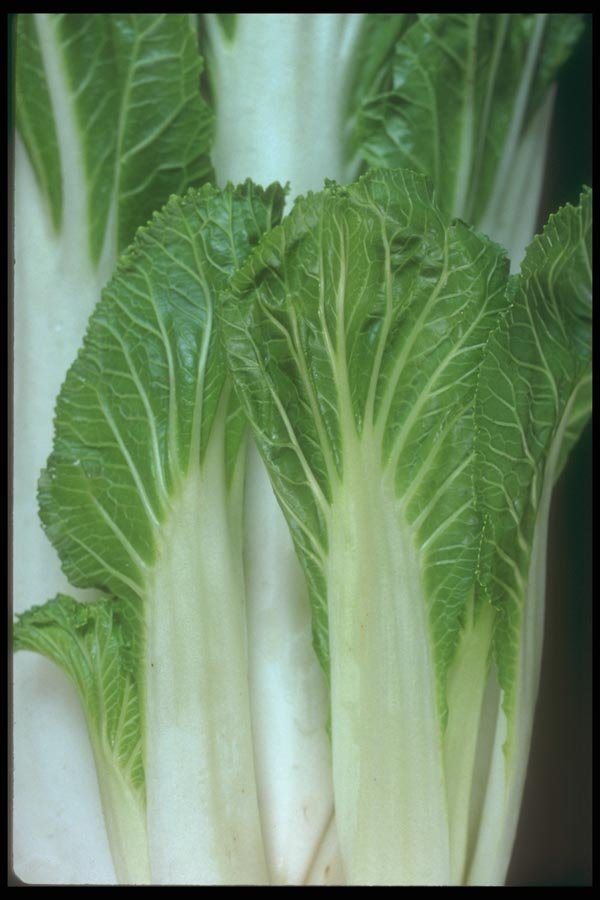 169065 Bok Choy (close up) A4 Photo Print