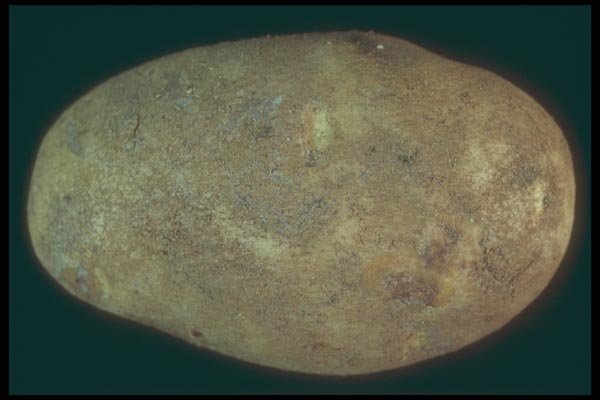 169066 Potato A4 Photo Print