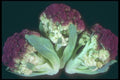 169067 Cauliflowers A4 Photo Print