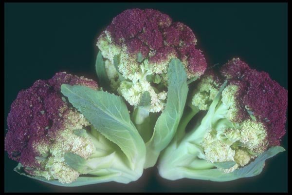 169067 Cauliflowers A4 Photo Print