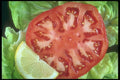 169068 Lemony Tomato A4 Photo Print