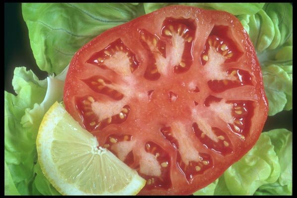 169068 Lemony Tomato A4 Photo Print