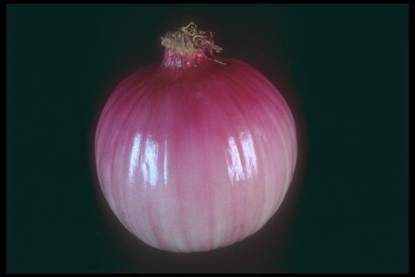 169069 Onion A4 Photo Print