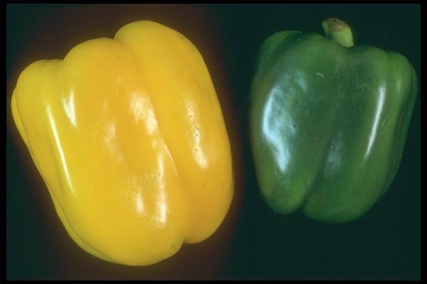169070 Peppers, Yellow And Green A4 Photo Print