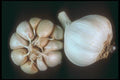 169071 Garlic A4 Photo Print