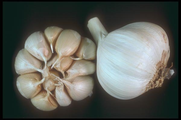 169071 Garlic A4 Photo Print