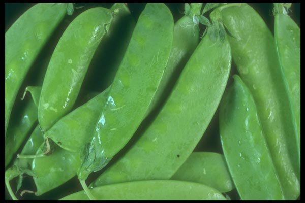 169072 Snow Peas A4 Photo Print