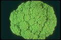 169073 Broccoflower A4 Photo Print
