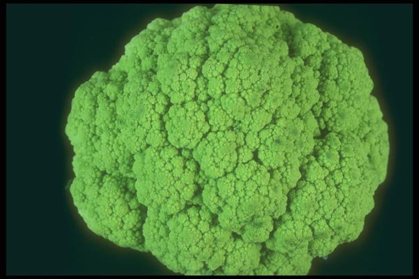 169073 Broccoflower A4 Photo Print