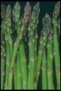 169074 Asparagus Line A4 Photo Print