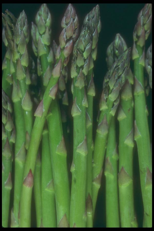169074 Asparagus Line A4 Photo Print