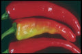 169075 Christmas Pepper A4 Photo Print