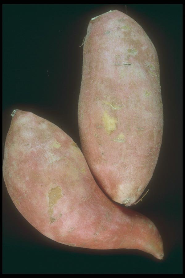 169076 Sweet Potatoes A4 Photo Print