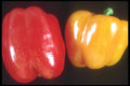 169078 Peppers, Yellow And Red A4 Photo Print