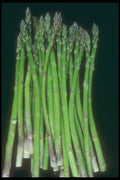 169079 Asparagus A4 Photo Print
