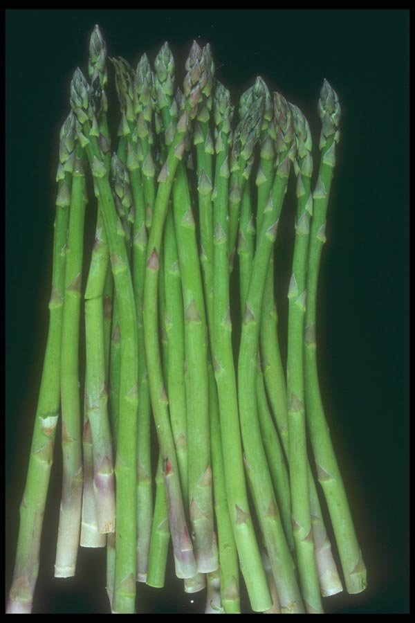 169079 Asparagus A4 Photo Print