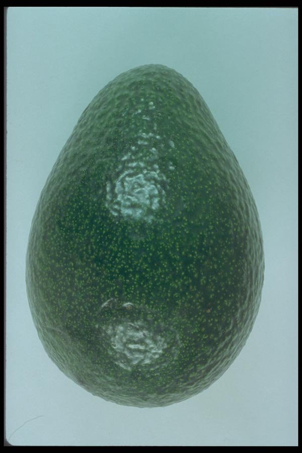 169081 Avocado A4 Photo Print