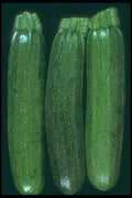 169082 Zucchini Trio A4 Photo Print