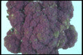 169083 Purple Cauliflower A4 Photo Print